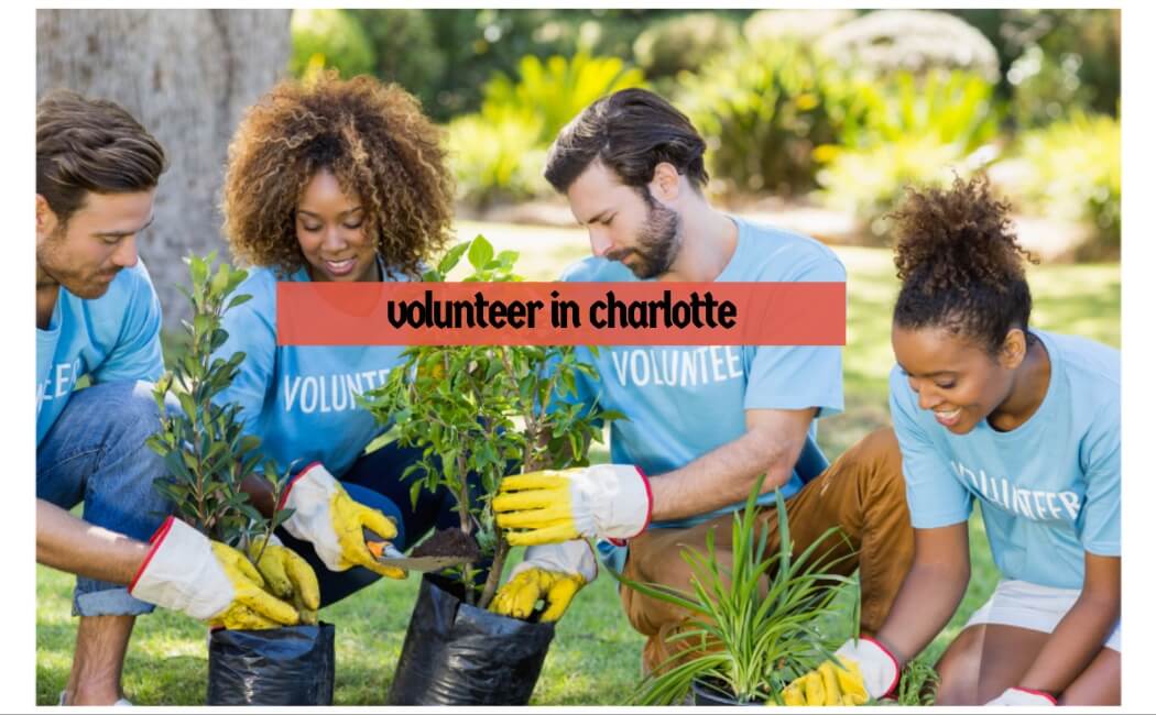 volunteer in charlotte